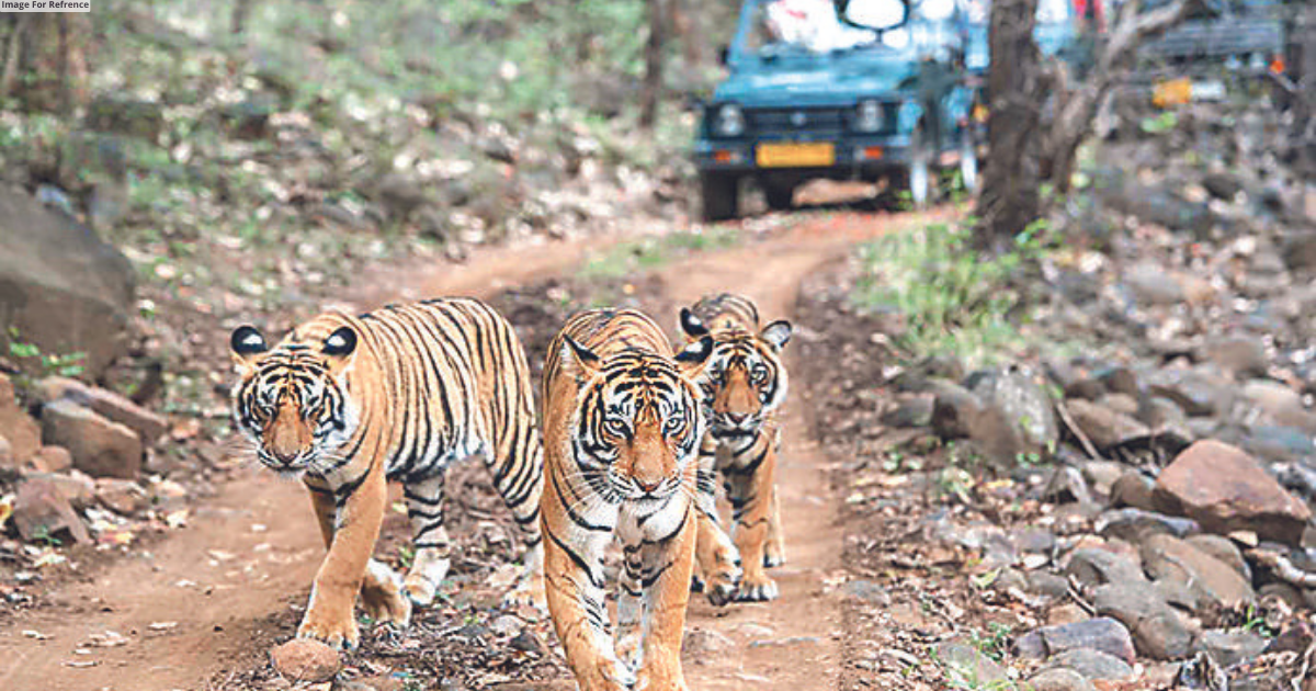 Tiger reserves to have week off every Wednesday from July 1 in Rajasthan